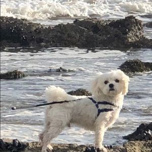 Meet your Posher, Sandy